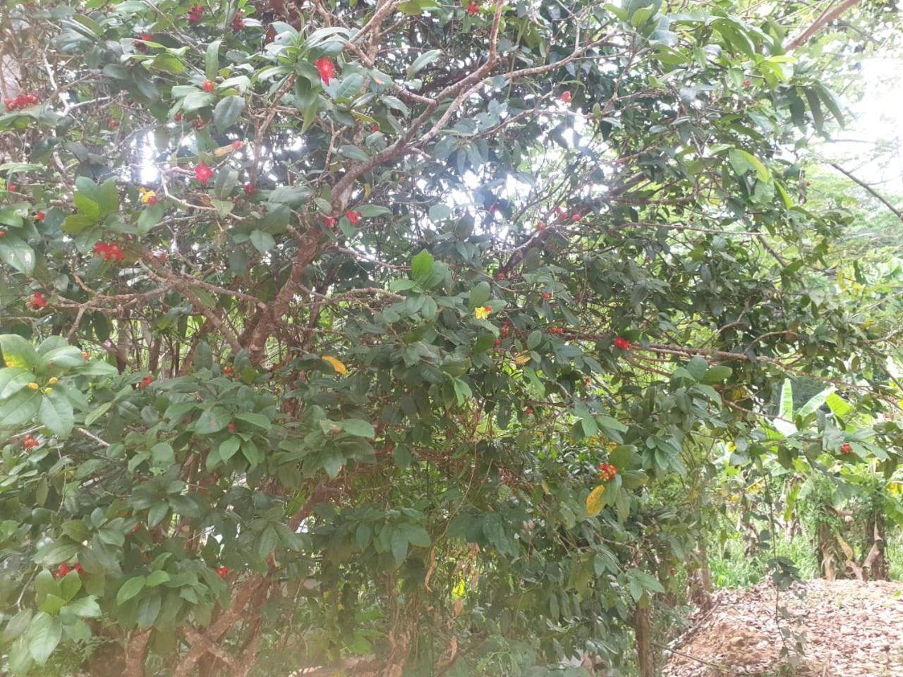 Dillenia Canopy Mirissa Exteriér fotografie