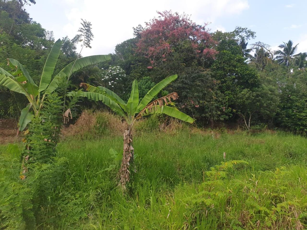 Dillenia Canopy Mirissa Exteriér fotografie