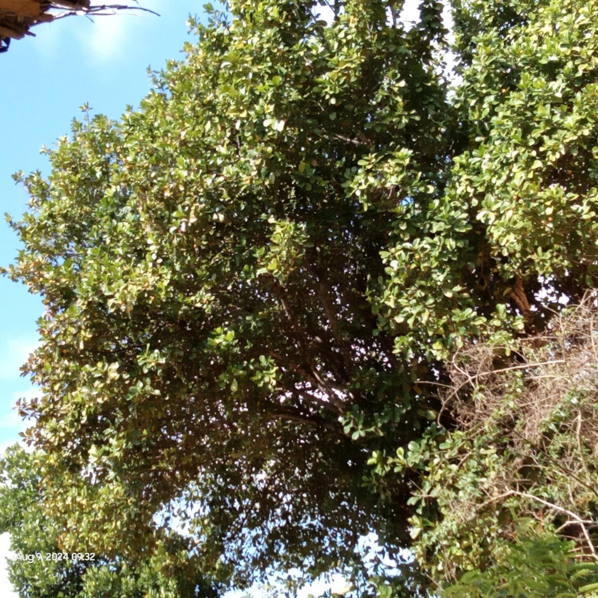 Dillenia Canopy Mirissa Exteriér fotografie